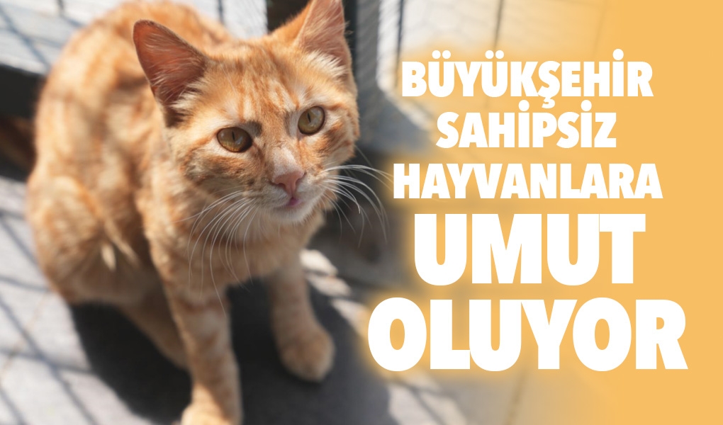 TBB, SAHİPSİZ HAYVANLARA UMUT OLDU