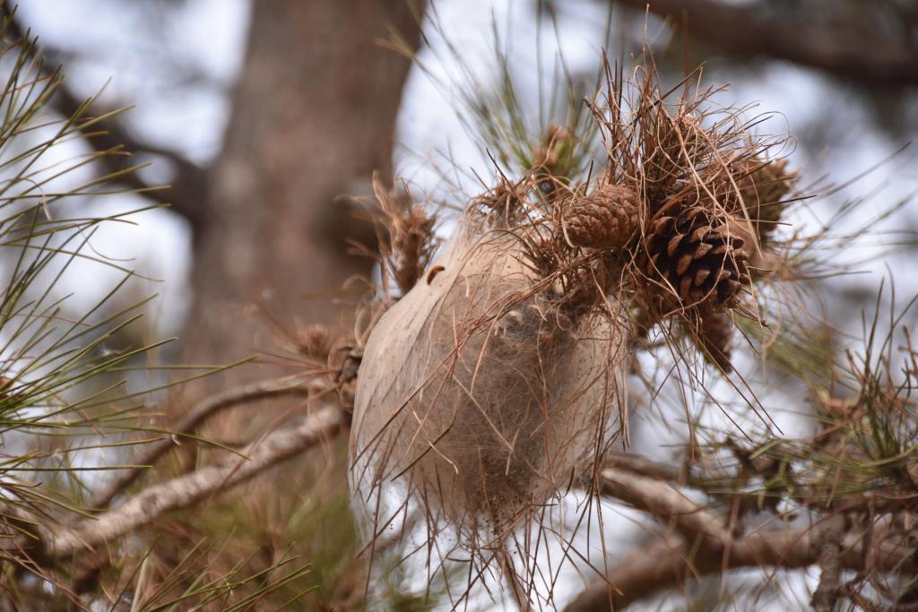 TEKİRDAĞ'DA ÇAM KESE BÖCEĞİ İSTİLASI