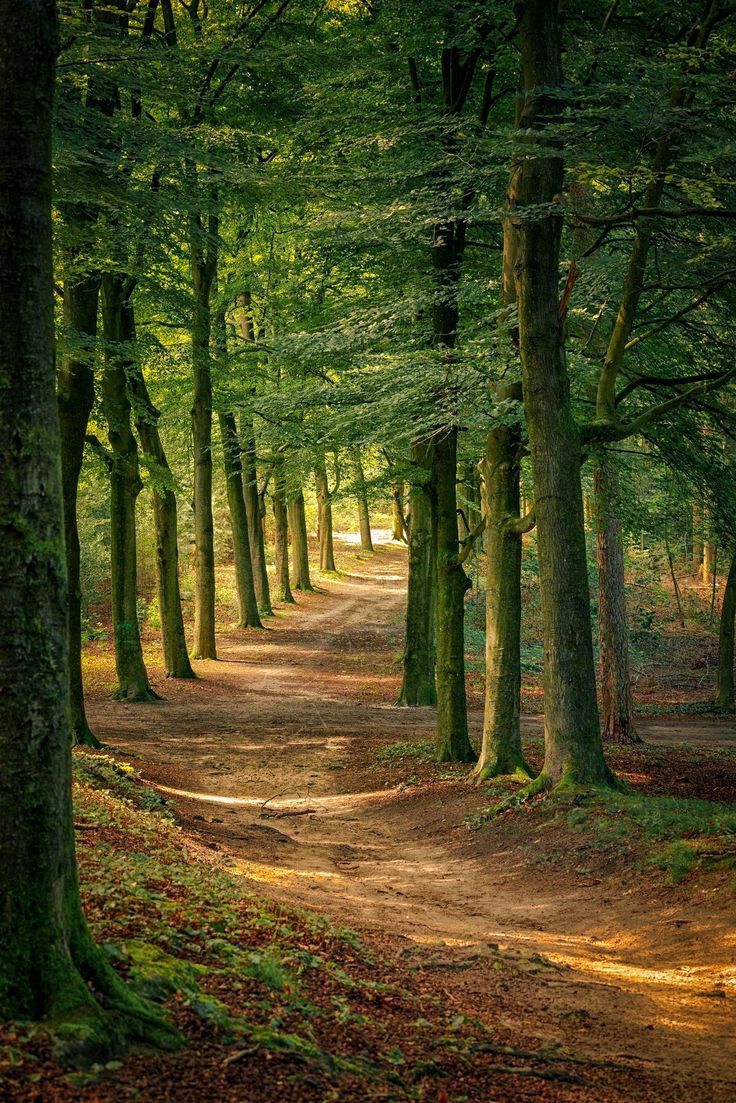 Tekirdağ’da da ormanlara giriş yasaklandı